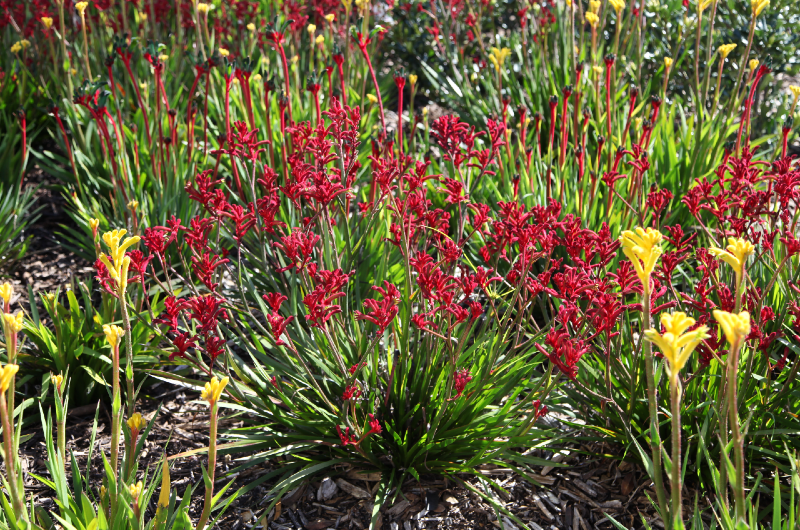 Kangaroo Paw - Anigozanthos plants in a garden bed