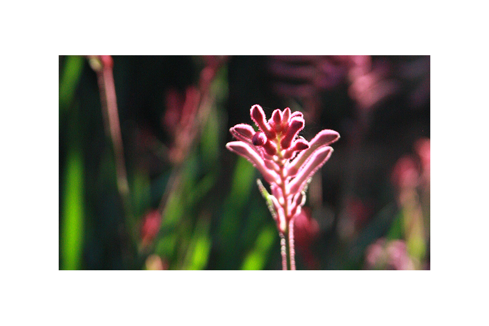 Anigozanthos Hybrid Small Cultivars