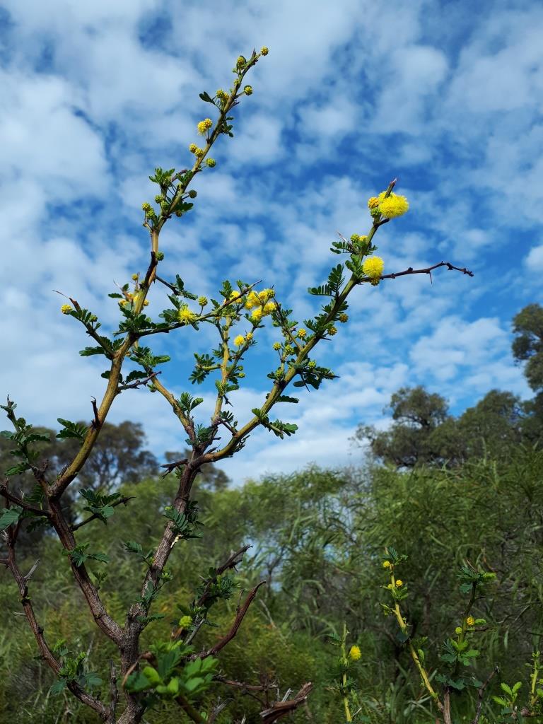 A new species of Acacia has been discovered at the Southern Seawater Desalination Plant near Binningup.