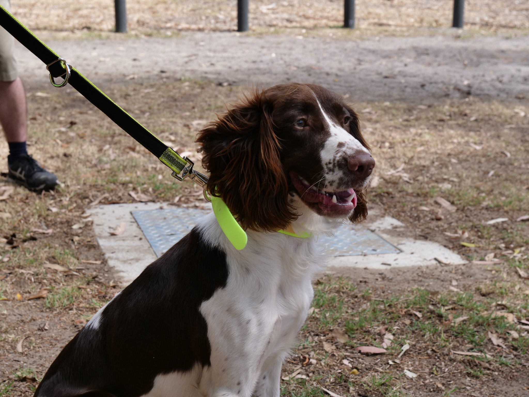 Kep - Water Corporation's leak detection dog