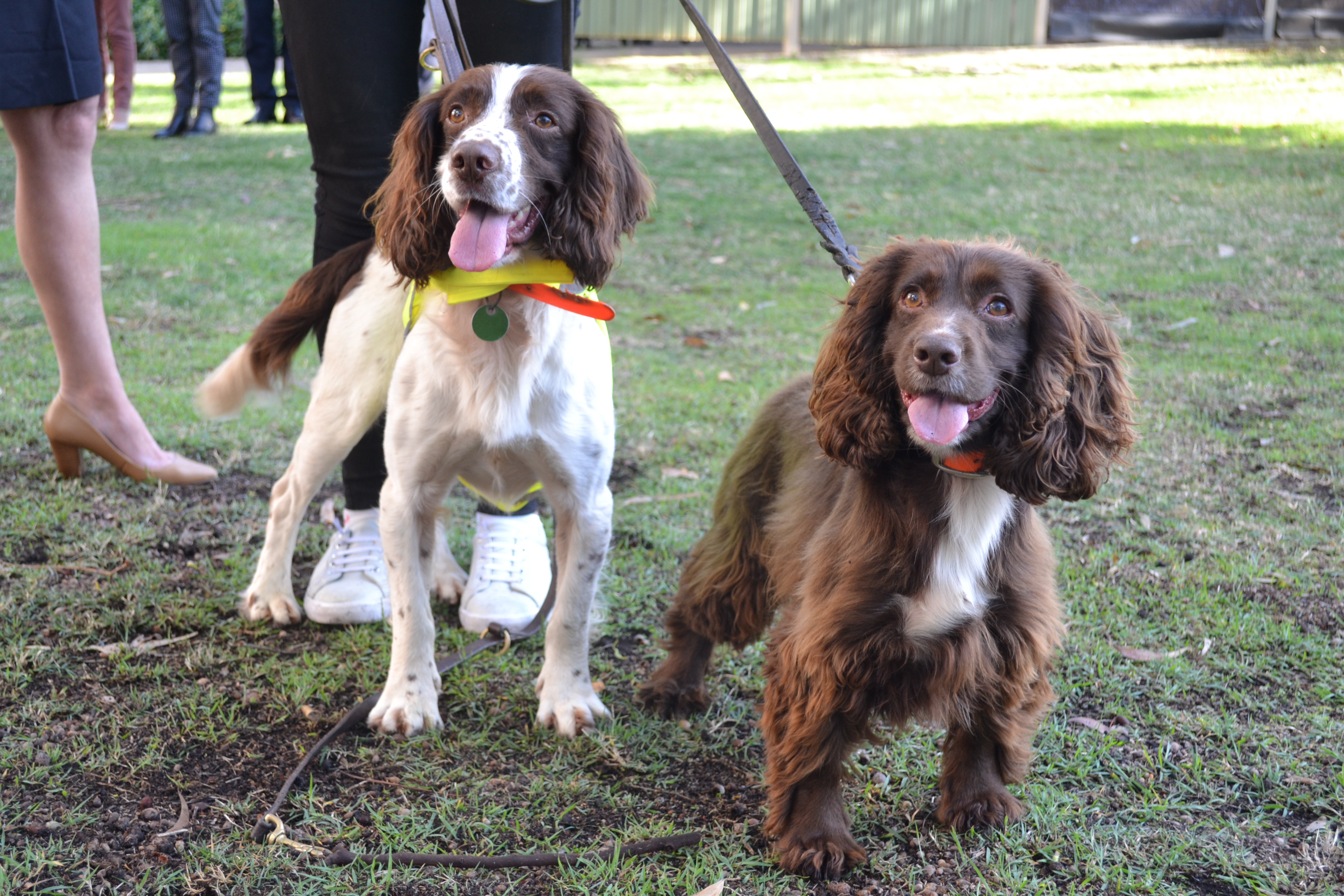 Tommy and Emma, the sniffer dogs trailled to detect leaks