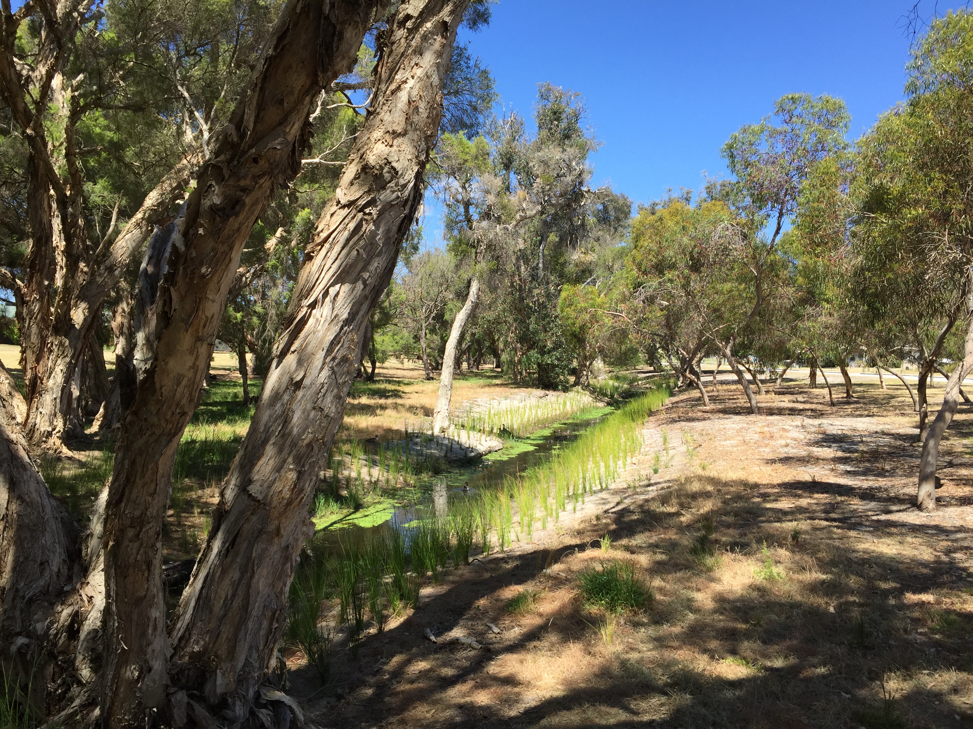Lambertia Creek living stream in Ferndale