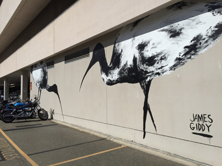 Ibis mural created on the external wall of our Leederville office as part of PUBLIC2015
